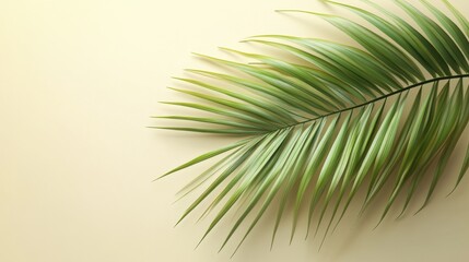 Obraz premium Summer tropical composition with green palm leaves