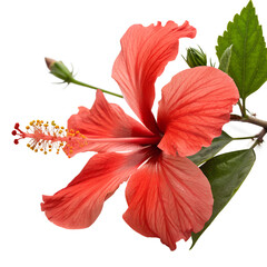 Fototapeta premium red hibiscus flower isolated