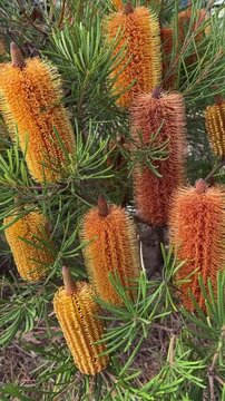 Banksia spinulosa flower growing on native plant outdoors in Australia