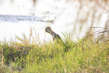 Heron Standing in Grassy Wetland Area