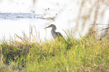 Heron Standing in Grassy Wetland Area