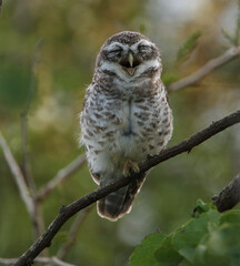 A Spotted Owlet sitting on a branch and dozing off