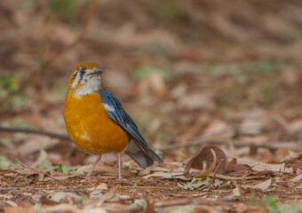 A colourful Orange-Headed Thrush - photographed in Nandi Hills (near Bangalore, India)
