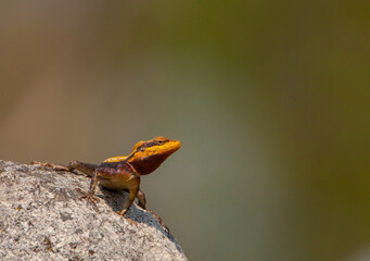 A colourful lizard sitting on a rock - photographed in Nandi Hills (near Bangalore, India)