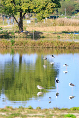 Wading Birds Reflecting on Still Water in a Peaceful Wetland Scene, Long Valley, Hong Kong
