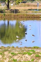 Wading Birds Reflecting on Still Water in a Peaceful Wetland Scene, Long Valley, Hong Kong