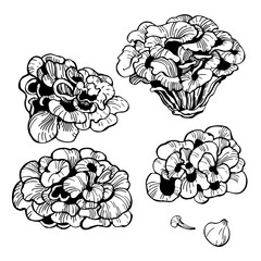 Hand-drawn maitake mushroom. Vector sketch illustration.