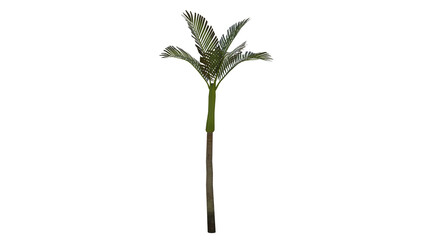 Tropical Tree