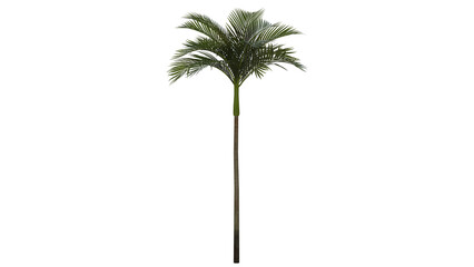 Tropical Tree