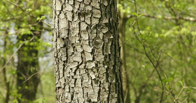 The common alder tree (Alnus glutinosa) in a forest