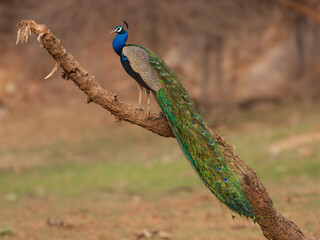 Naklejka premium Pefowl sitting on a branch in Ranthambhor National Park - India