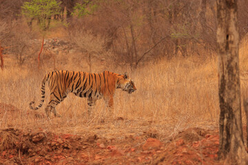 A Bengal Tiger - photographed from a safari vehicle in Ranthambhore National Park (Rajasthan, India)
