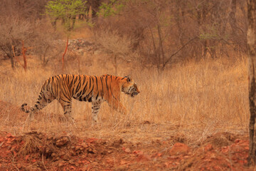 A Bengal Tiger - photographed from a safari vehicle in Ranthambhore National Park (Rajasthan, India)