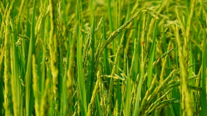 Rice field agriculture grain food yield season