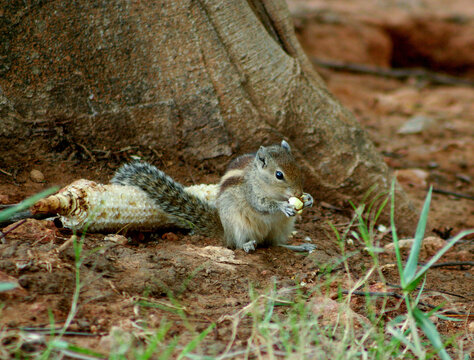 A squirrel eating grains of corn sitting at the base of a tree (photographed in Lalbagh botanical garden, Bangalore, India)