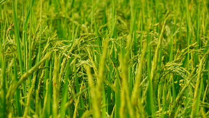 Rice field agriculture grain food yield season