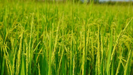 Rice field agriculture grain food yield season