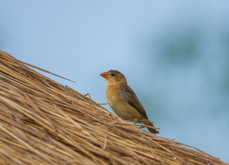 A Weaver Bird collecting nesting material from the heap of straws