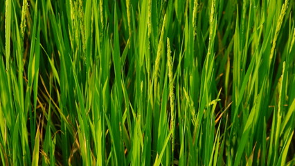 Rice field agriculture grain food yield season