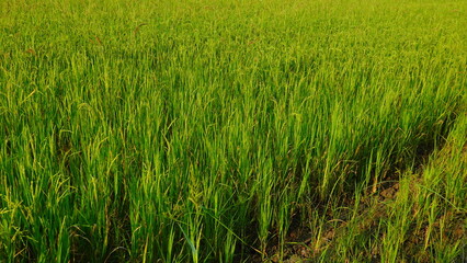 Obraz premium Rice field agriculture grain food yield season
