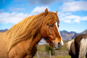 Fototapeta premium Icelandic Horses near Vik, Iceland