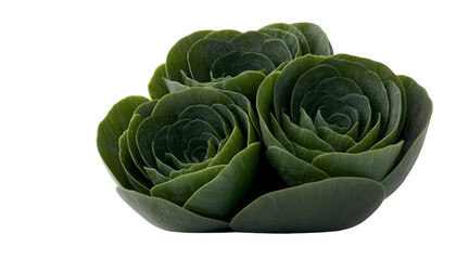 Close-up of three rosette succulents