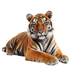 Naklejka premium Isolated tiger resting on a Transparent background showcasing its majestic features and striking fur patterns, Isolated Tiger on PNG background