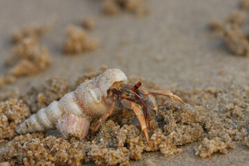 A Sea Snail walking on the sand of Paradise beach (Pondicherry, India)
