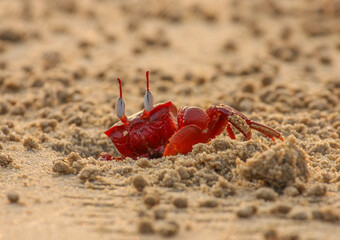 A Red Ghost Crab wating the surrounding carefully from outside his currow in the sand (photographed in Paradise Beach, Pondicherry, India)