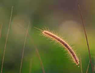 Beautiful grass-blade photographed in backlight condition