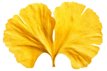 Naklejka premium Vibrant golden ginkgo leaf. Close-up view of a vividly colored ginkgo leaf. Details of the leaf's structure are clear
