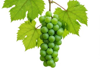 Obraz premium Stock photo of fresh green grapes with leaves on a light backdrop