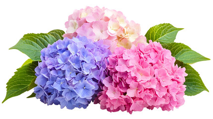 Fototapeta premium Colorful Hydrangea Blossoms
