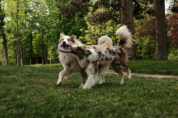 Two Border Collies play together, holding a purple ring toy while running through a forest trail. Joyful and dynamic pets moment captured in spring greenery under tall trees.