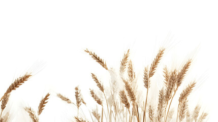 Fototapeta premium A high-contrast image of barley grains against a pure white background, emphasizing their light brown tones and rough textures.