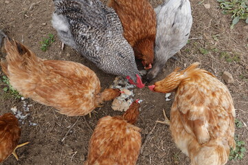 Chickens and rooster pecking food on the ground