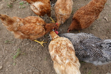 Chickens pecking food on the ground in a farm
