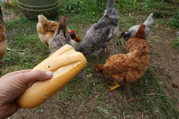 Farmer feeding chickens with bread in farmyard