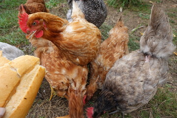 Chickens pecking bread on a farm