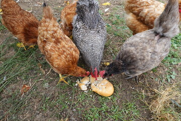 Chickens and rooster pecking bread on grass in farmyard