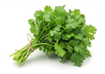 A bunch of fresh cilantro tied with twine isolated on white background