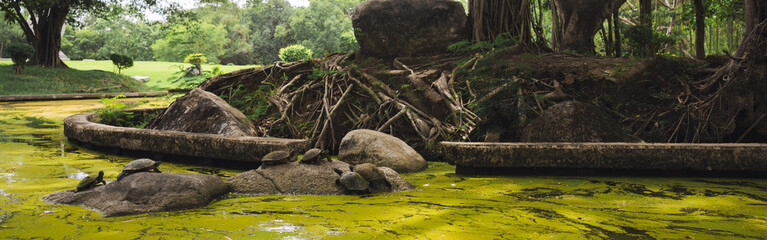 wellness concept with turtle and tree in park on summer season
