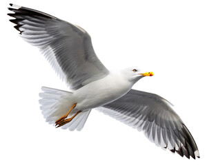 Fototapeta premium seagull isolated on transparent