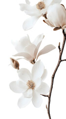 Delicate magnolia blossoms in soft light