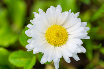 Obraz premium Beautiful white daisy bloom with golden yellow centre against soft green bokeh. Macro detail of a fresh Bellis perennis flower showing perfect symmetrical petals in a natural garden setting