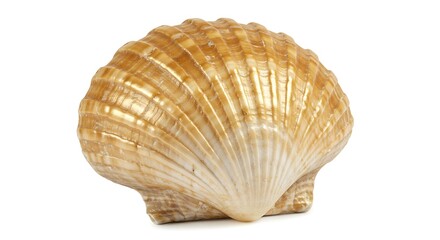 Fototapeta premium seashell isolated on white background