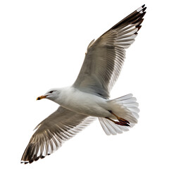 Seagull Flying on White Background