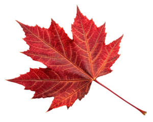 maple leaf isolated on transparent background