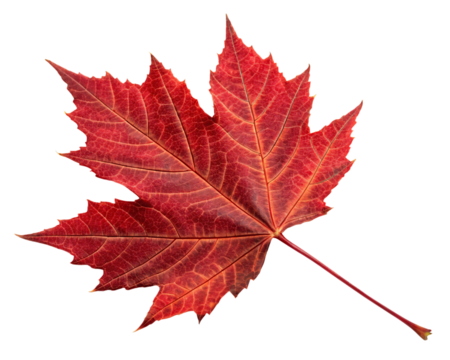 maple leaf isolated on transparent background