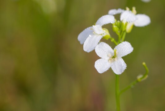 Beautiful close-up of arabis procurrens